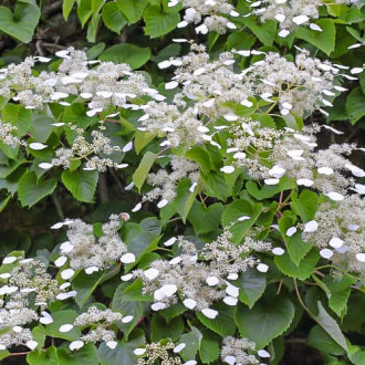 Hydrangea hydr. Moonlight, С2 kép 5