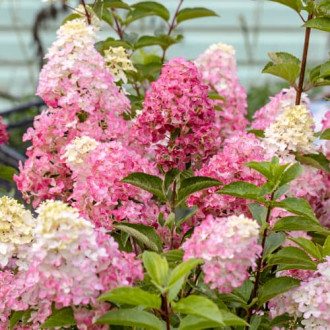 Hydrangea panic. Fraise Melba Renba, С2 kép 3