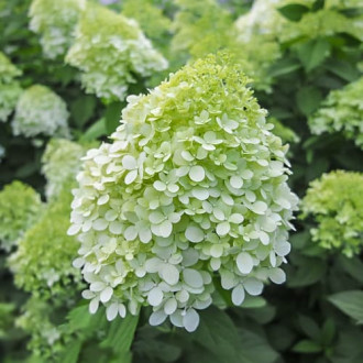 Hydrangea panic. Little Spooky, С2 kép 4