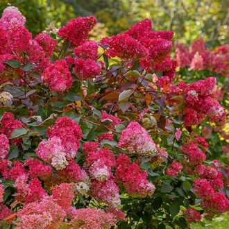 Hydrangea panic. Petite Flori, С2 kép 5
