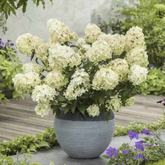 Hydrangea panic. Petite Star, С2 kép 1