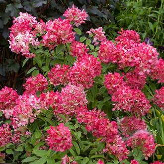 Hydrangea panic.Diamant Rouge Rendia, С2 kép 2