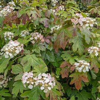 Hydrangea querc. Burgundy, С2 kép 3