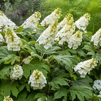 Hydrangea querc. Ice Crystal, С2 kép 4