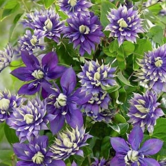 Iszalag (Clematis) Coco Lovers kép 6