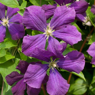 Iszalag (Clematis) Etoile Violette kép 5