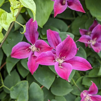 Iszalag (Clematis) Gravetye Beauty, Р9 kép 5