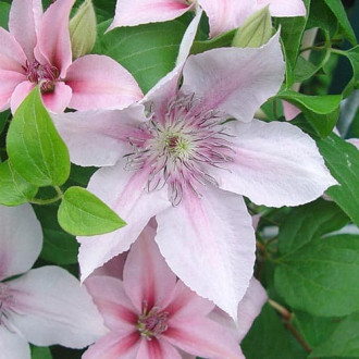 Iszalag (Clematis) Jan Pawel II kép 4