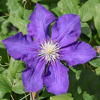 Iszalag (Clematis) Lady Betty Balfour kép 5
