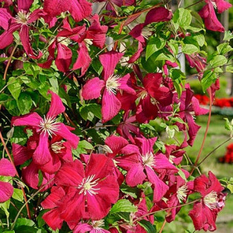 Iszalag (Clematis) Madame Julia Correvon kép 3