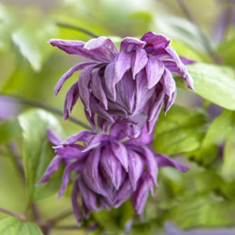 Iszalag (Clematis) Mary Rose, Р9 kép 14
