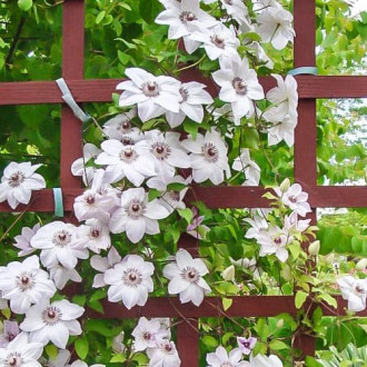 Iszalag (Clematis) Miss Bateman kép 1