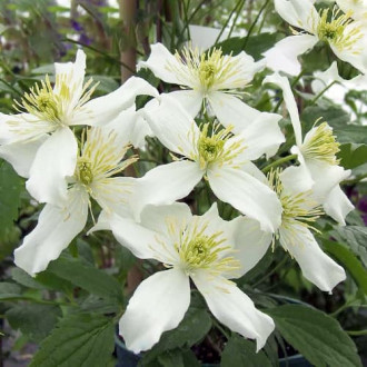 Iszalag (Clematis) Montana Wilsonii kép 6