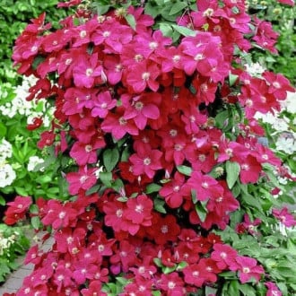 Iszalag (Clematis) Niobe kép 4