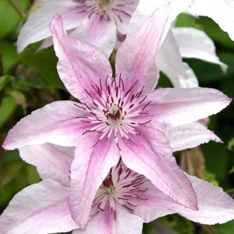 Iszalag (Clematis) Pink Fantasy kép 1