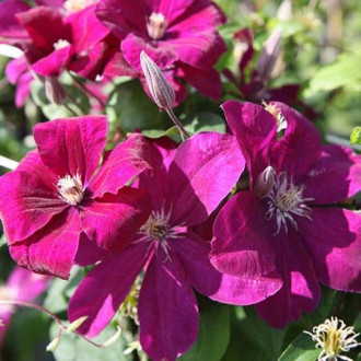 Iszalag (Clematis) Rouge Cardinal kép 5