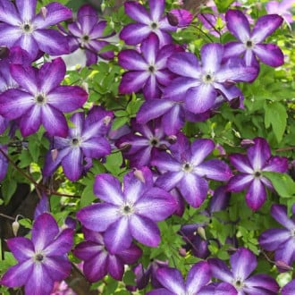 Iszalag (Clematis) Venosa Violacea, Р9 kép 1