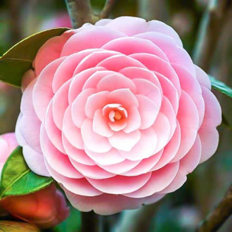 Japán kamélia Pink kép 1