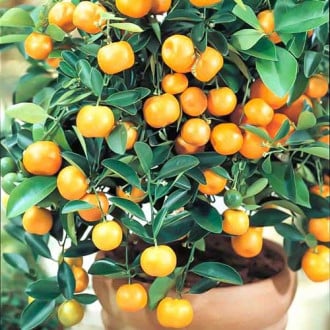 Kalamodin Panama Orange kép 2