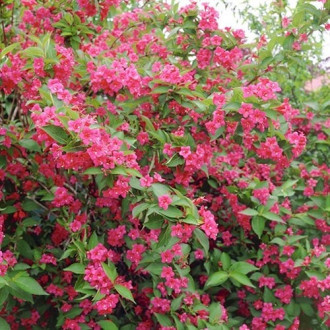 Kínai rózsalonc Bristol Ruby kép 1