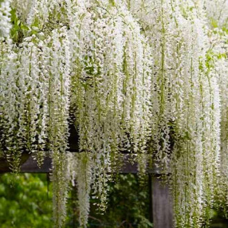 Lilaakác (Wisteria floribunda) Alba kép 1