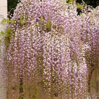 Lilaakác (Wisteria floribunda) Macrobotrys kép 4