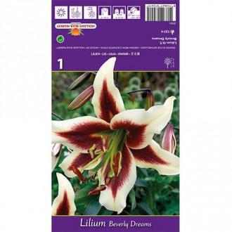 Liliom Beverly Dreams kép 2