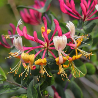 Lonicera periclymenum Belgica Select, С2 kép 6