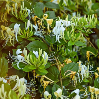 Lonicera periclymenum Graham Thomas, С2 kép 1