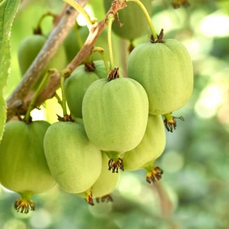 Mini kiwi Hokey Pokey®, С2 kép 3