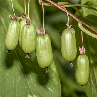 Mini kiwi Vitakola, С2 kép 4