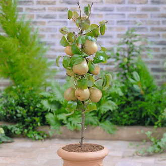mini Körte GardenPearl® kép 5