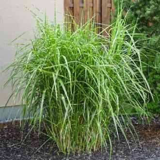 Miscanthus sinensis Strictus Dwarf, С2 kép 6