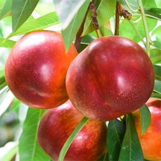 Nektarin Early Bomba, C2 kép 5