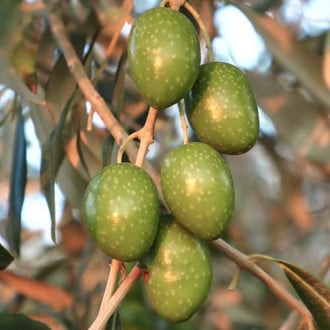 Olivafa (Olivabogyó) Chalkidikis, C2 kép 2