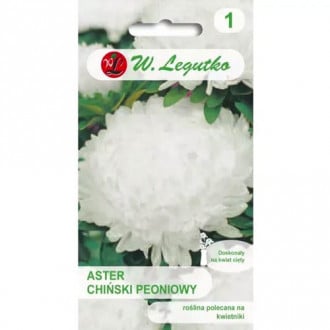 Őszirózsa kerti bazsarózsa fehér Legutko kép 1