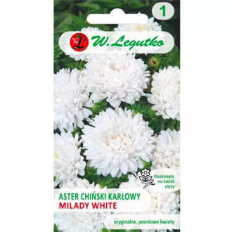 Őszirózsa kerti Milady White Legutko kép 3