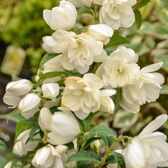 Philadelphus Snowbelle, С2 kép 2