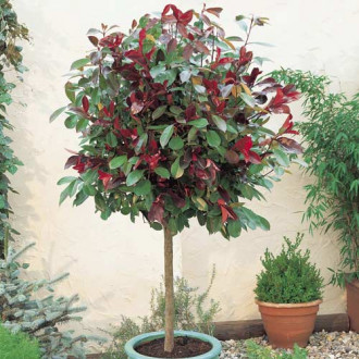 Photinia fraseri Little Red Robin, C3 kép 4