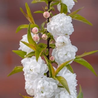Prunus glandulosa Alba Plena, С2 kép 3