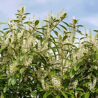 Prunus laurocerasus Rotundifolia, С2 kép 4