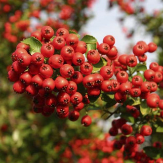 Pyracantha Red Column, C3 kép 2