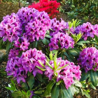 Rododendron Rasputin kép 5