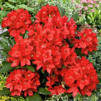 Rododendron Red Jack kép 1