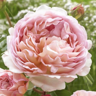 Rózsa floribunda Abraham Darby kép 6