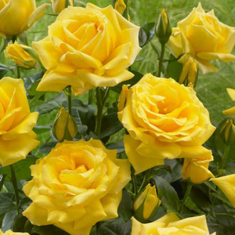 Rózsa floribunda Allgold kép 4