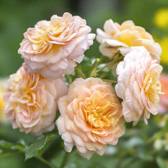 Rózsa floribunda Apricot kép 3