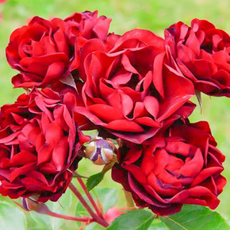 Rózsa floribunda Bordo kép 1