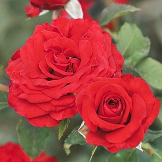 Rózsa floribunda Carmine™ Vaza ®, С3 kép 4