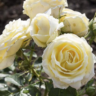 Rózsa floribunda Chambord Castle kép 5